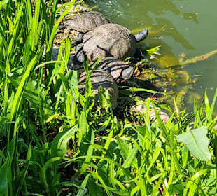 Schildkröten in der SonneB
