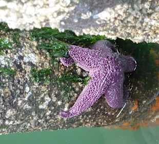 Besucher von Fisherman's Wharf 