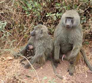 Affenfamilie Lake Manyara