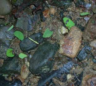 Blattschneideameisen bei der Arbeit