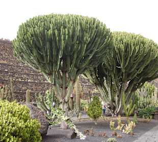 Kakteenpark in Guatiza