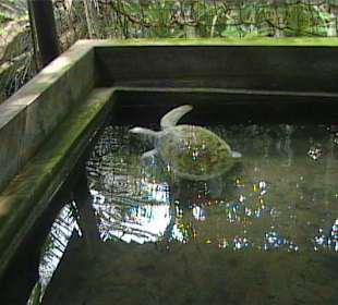 Weiße Schildkröte mit dem Namen Heino