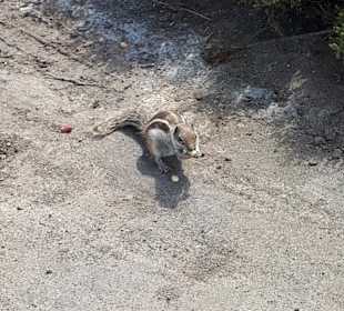 Eine kleine Auswahl was man alles entdecken kann.