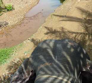 Elefantenreiten im Park