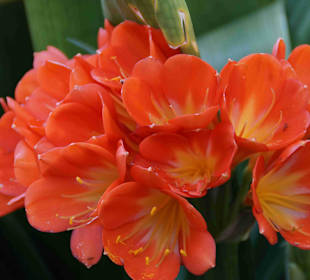 Anlage Planten un Blomen