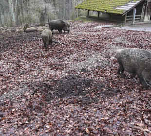 Wildpark Eichert