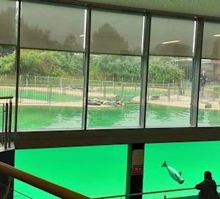 Seehundstation Norddeich in Norden,