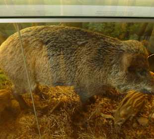 Landpartie Springer Schloss