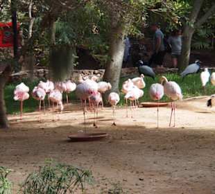Tiere im Oasis Park Fuerteventura