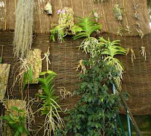 In Pregetter's Orchideengarten