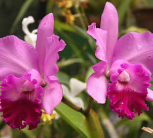 Коллекция орхидей