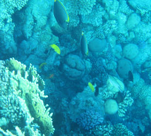 Schnorcheln Sharm El Naga