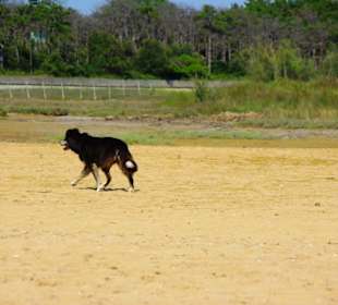 Der Hundestrand dei Pini