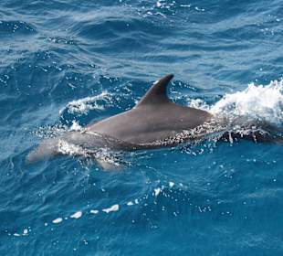 Super Ausflug mit Delfine