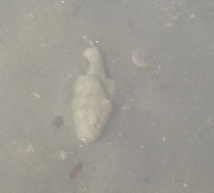 Steinfisch am Strand