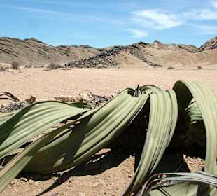 Welwitschia Mirablis