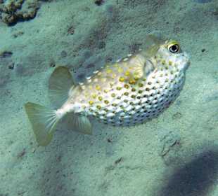Auf geblasener Igelfisch