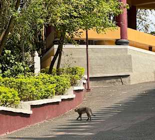 Fo Guang Shan Tempel