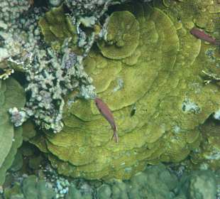 Fische im Hausriff Tulip Resort