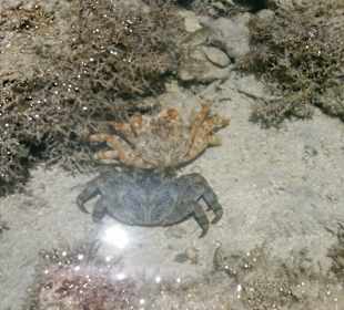 Unberührte Natur unweit vom Tulip