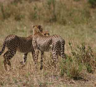Gepard im Masai Mara National Reserve
