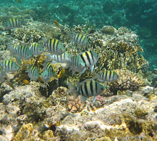 Indopazifische Sergeanten