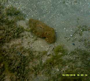 Schnorcheln Marsa Alam