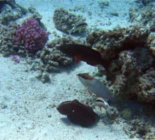 Fünf auf einen Streich 