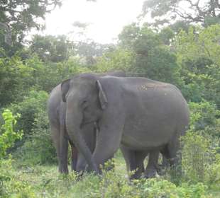 Elefanten in nächster Nähe