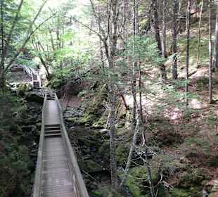 Unberührte Natur am Weg zum Dickson-Wasserfall