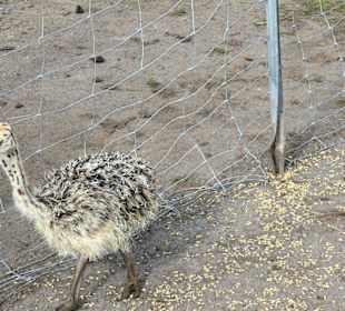 Baby Strauß im Gehege