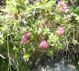 Schöne Wanderung Osterfelderkopf-Hochalm-Kreuzeck
