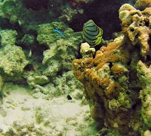 Schnorcheln Matemwe Beach