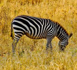 Maasai Zebra