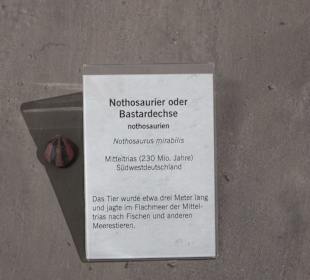 Staatliches Naturkunde Museum