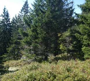 Bei unserer Wanderung zum / am Großen Arber