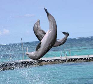Ausflug Delphine