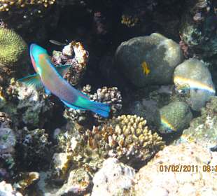 Kolorowy podwodny świat