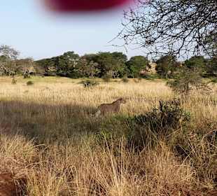 Löwe hautnah miterlebt