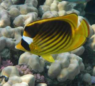 Schnorcheln Marsa Alam