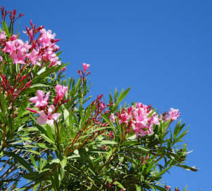 An der Strandpromenade von Argelès-Plage