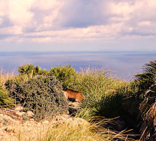Wandern Cala Ratjada