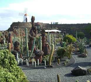 Cactusgarten