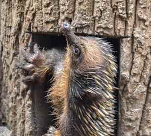 Kurzschnabel Ameisenigel