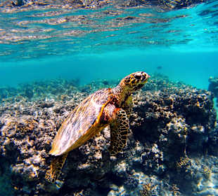 Schnorcheln Marsa Alam