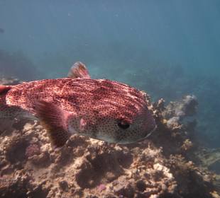 Tierwelt unter Wasser
