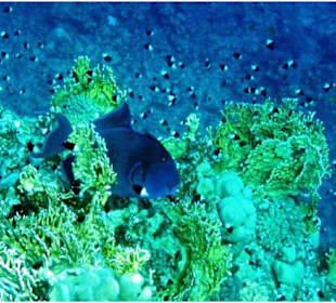 Schnorcheln Hurghada-Schwimmen mit Delfinen