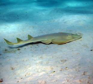 Geigenrochen Schnorcheln Gorgonia Beach