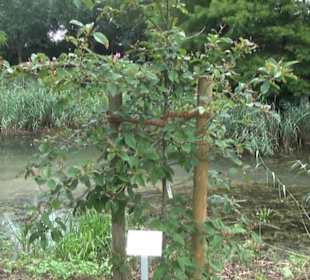 Rosengarten