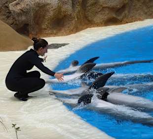 Arbeiten mit den Delfinen